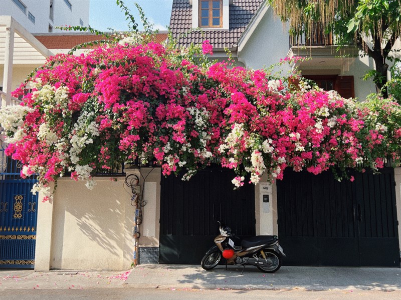 Màu sắc của những bông hoa giấy đan xen vào nhau trông rất đẹp mắt.