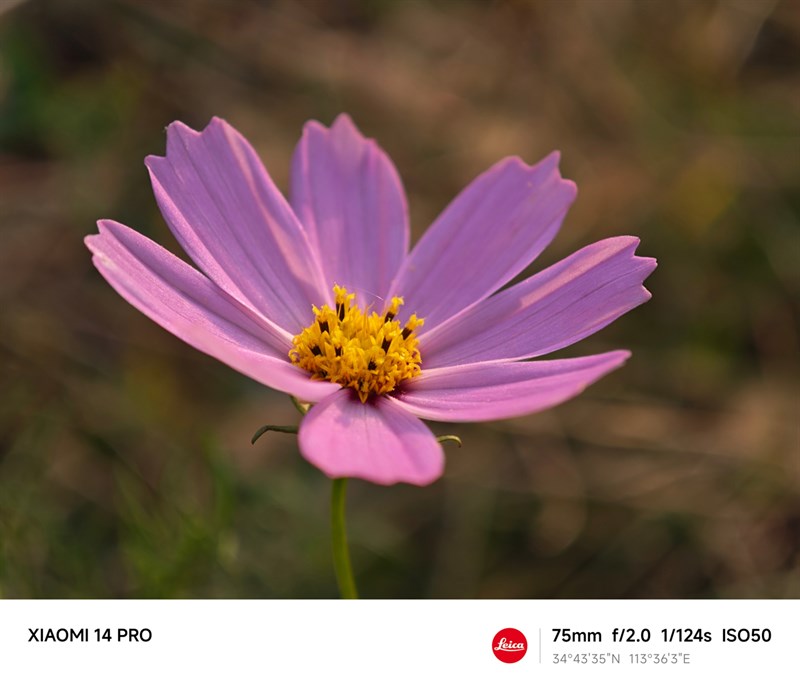 Ảnh chụp tiêu cự 75 mm từ camera của Xiaomi 14 Pro. Nguồn: Weibo. Ảnh chụp tiêu cự 75 mm từ camera của Xiaomi 14 Pro. Nguồn: Weibo.