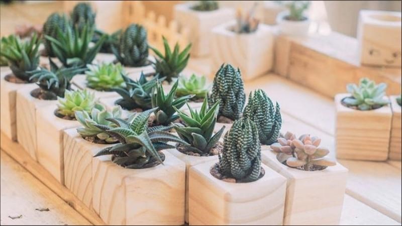 Chậu cây cảnh tặng dành những cô giáo yêu thiên nhiên Chậu cây cảnh tặng dành những cô giáo yêu thiên nhiên