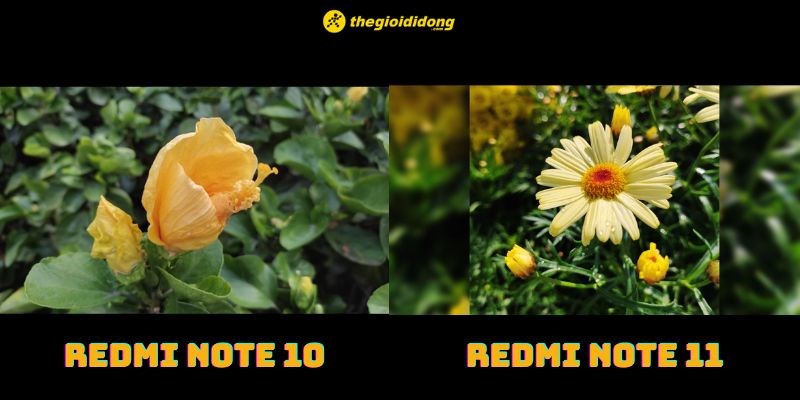 Hình ảnh chụp xóa phông của Redmi Note 10 và Note 11 Hình ảnh chụp xóa phông của Redmi Note 10 và Note 11