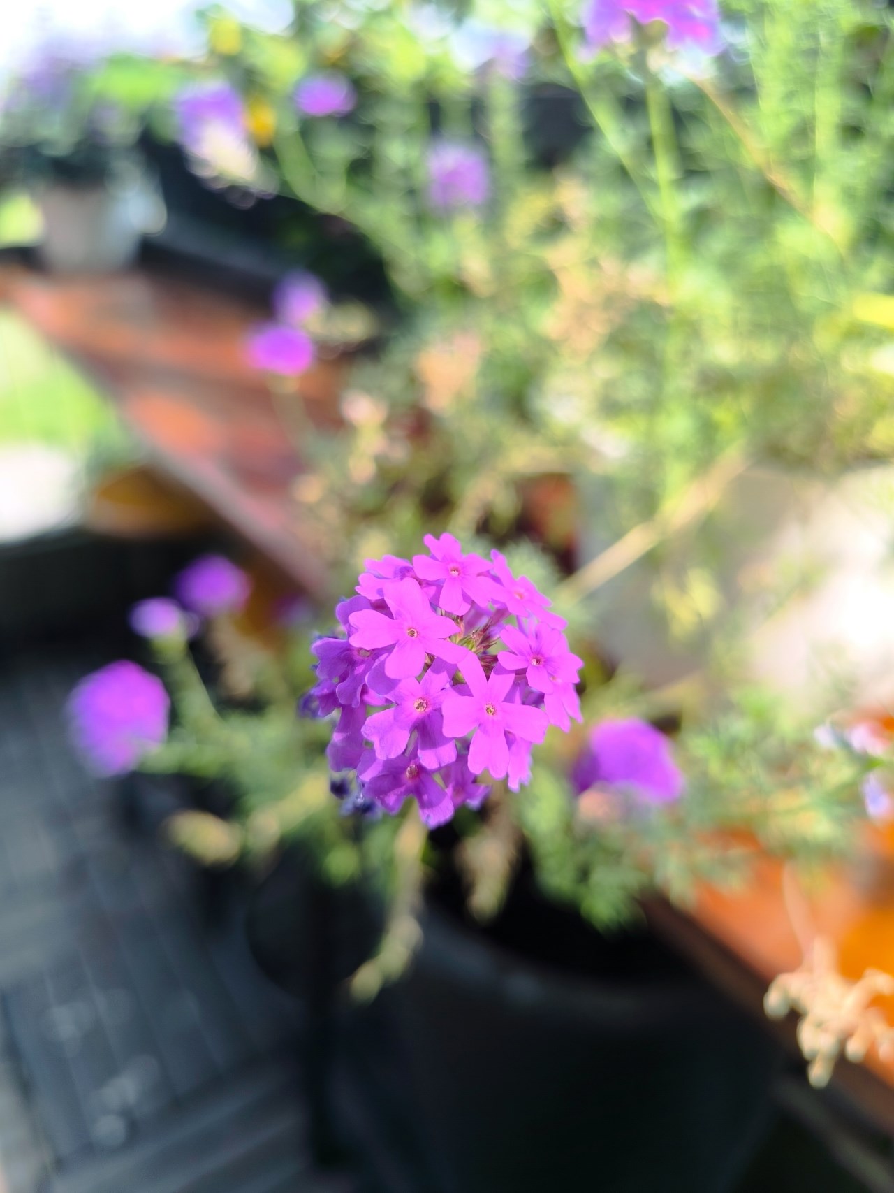 Ảnh chụp đủ sáng từ camera macro của Redmi Note 13 Pro+ 5G.