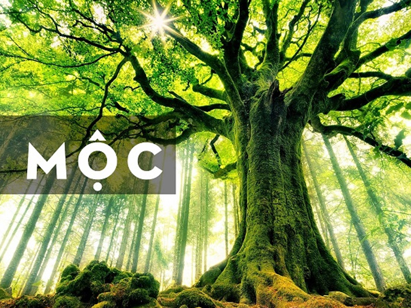 Mộc hợp với màu xanh lá, đen, xanh dương